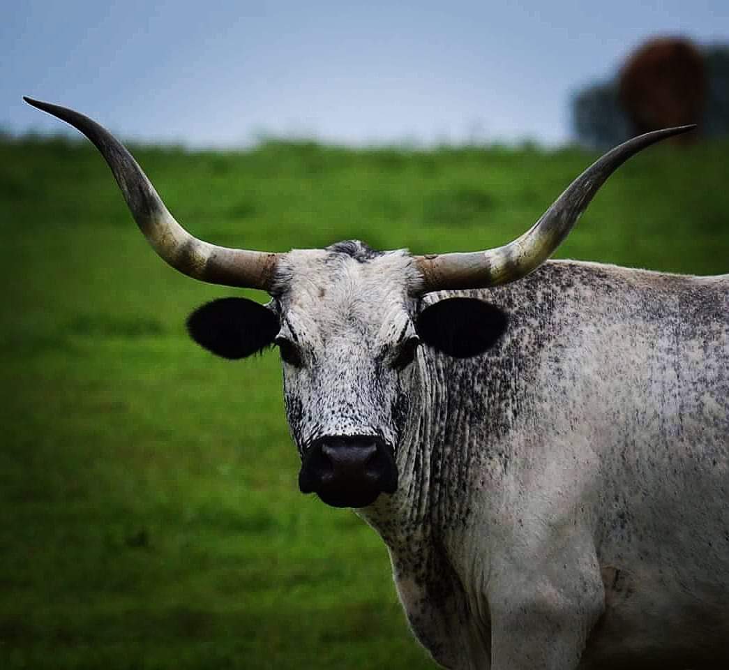 A longhorn — because Joe won't give you any bull about your case